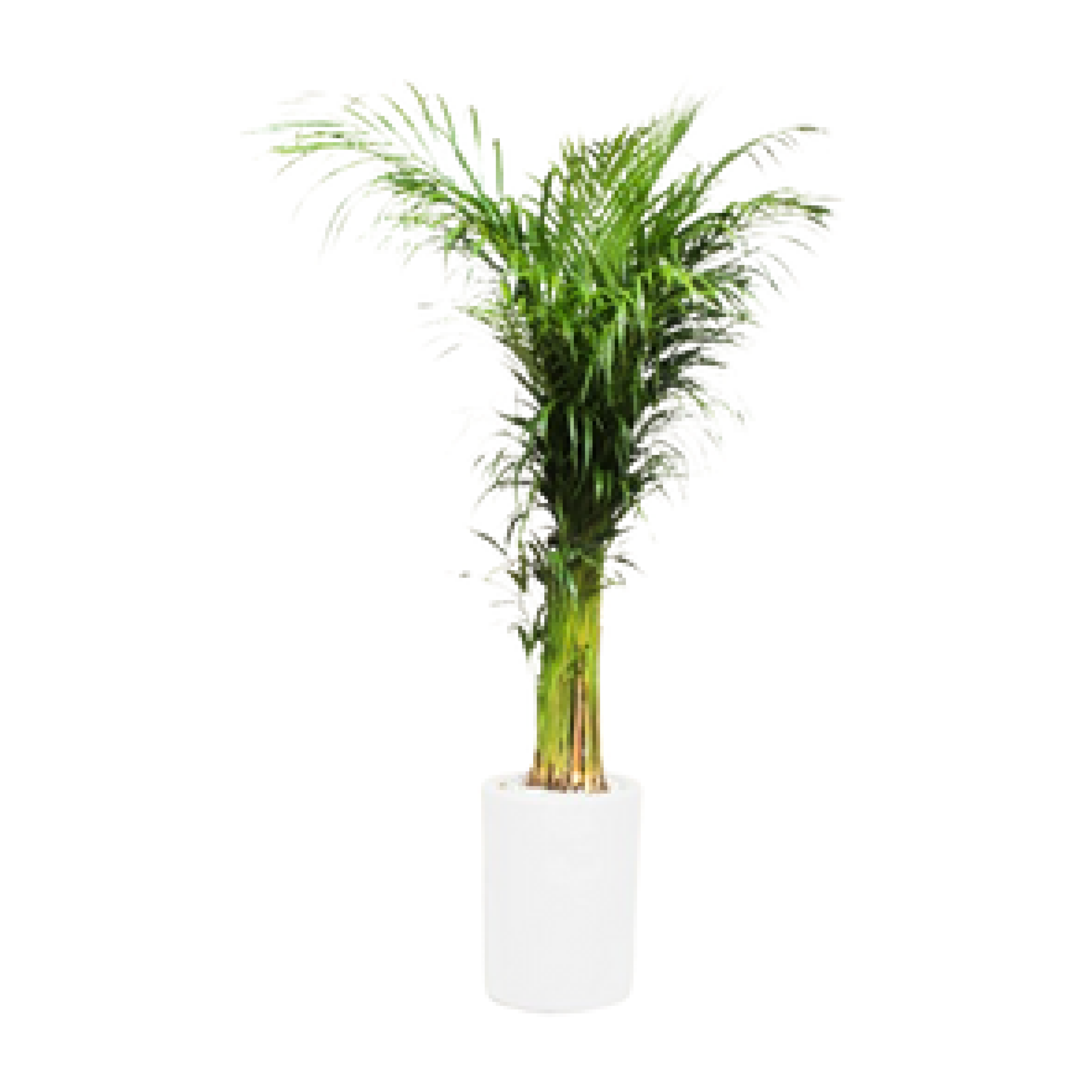 Maceta con planta natural Maceta con planta natural - Image 1